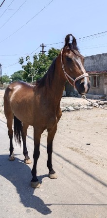 ઘોડી વેચવા ની છે