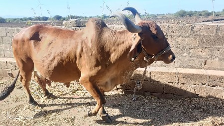 थंबनेल 2