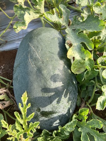 Tarbush vesavana  che