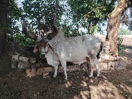 બરધ વેચવાનો છે