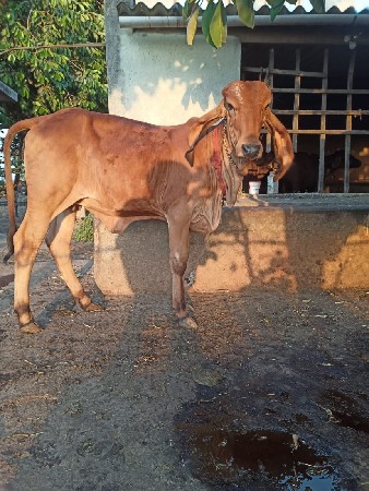 थंबनेल 2