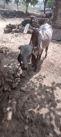 હોળકી  વેસવાની