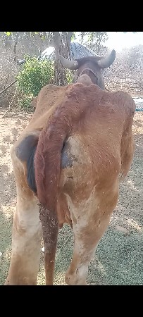 ગાયવેસવાનીછે