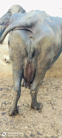 થંબનેલ 3