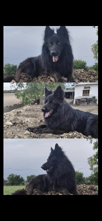 black gsd  female available