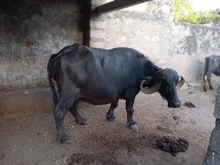 વેચવાની