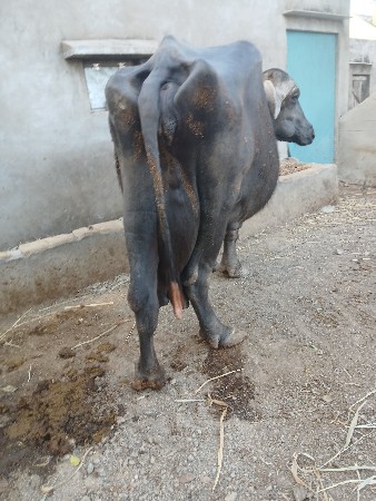 જાફરાબાદ  ભેશ  છે