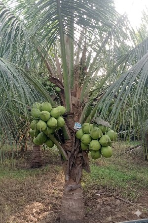 લોટન નારીયેળ ના રોપા વેચવાના છે