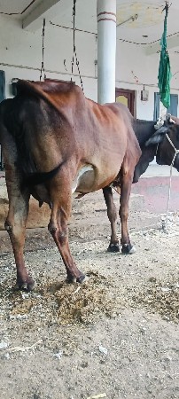 આ ગાય વેચવાની છે