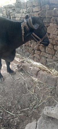 ભેસ.વેસવાની.પદર.દિવસ.નીકાસી