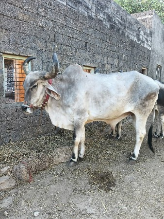 બળદ વેચવાના છે