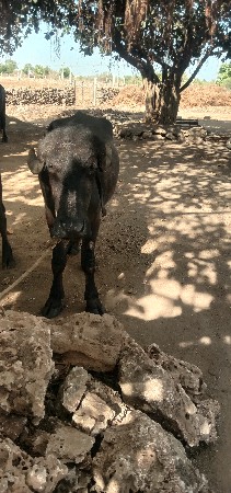 ખળેલી વેચવાની છે