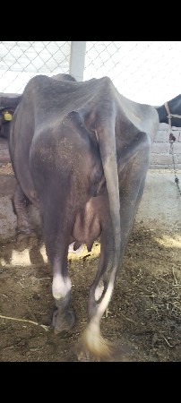 3જૂ વેતર ભેંસ આપવાની છે