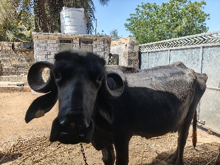 ભેસ બેસવાની સે