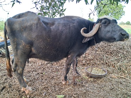 ગાભણી ભેંશ 10 દિવસ ની કાસી