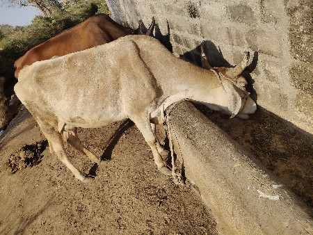 थंबनेल 3