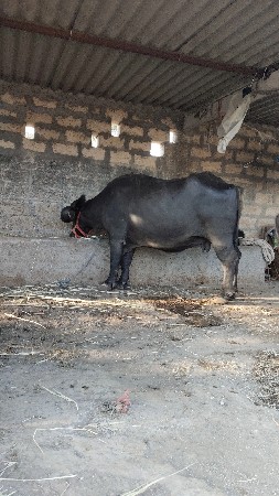 ભેંસ વેચવાની સે