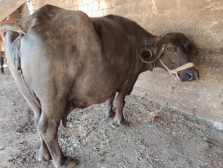 ભેંસ વેચવાની છે
