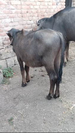 વેચવાની છે