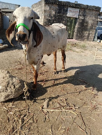 નિલડી ઓળખી