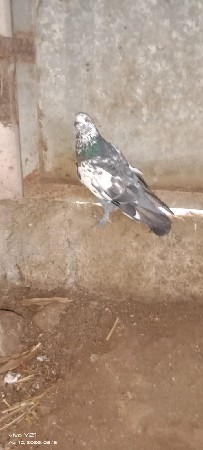 સાટા કરવાના છે