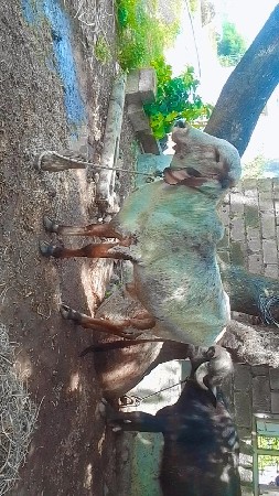 ગીર ખૂંટ આપવાનો છે