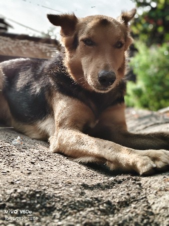 કુતરો દેવાનો છે.