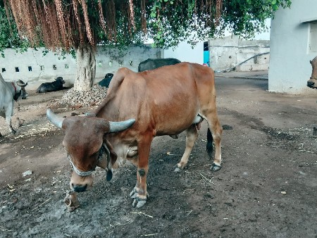 થંબનેલ 2