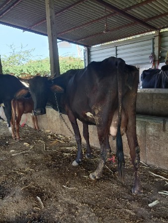 થંબનેલ 2