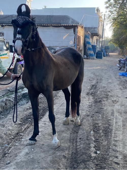 ઘોડી વેચવાની છે