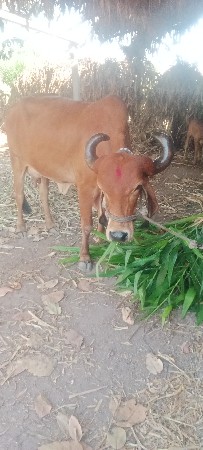 ગાય વેચવાની છે