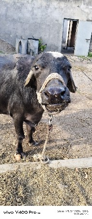 ભેશ વેચવાની છે