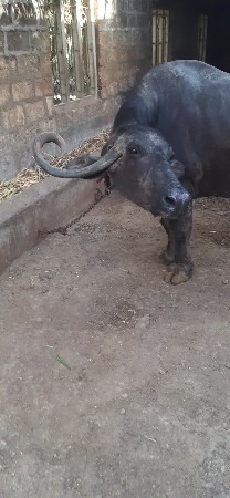 ભેંસ વેચવાની છે