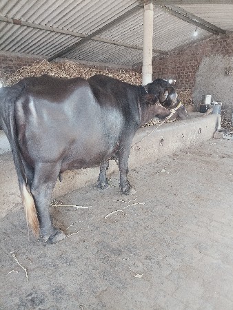 थंबनेल 3