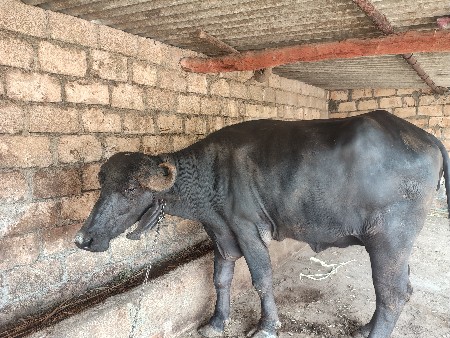 थंबनेल 2