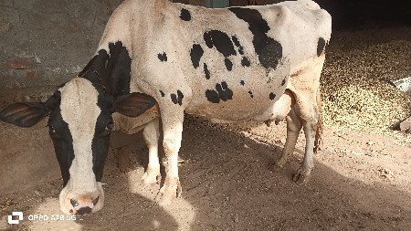 ગાય વેચવાની છે