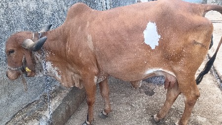 थंबनेल 3