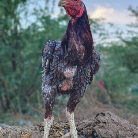 Rahul