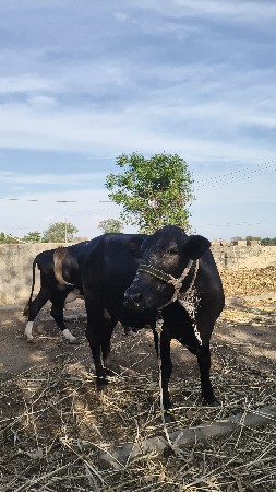 थंबनेल 3