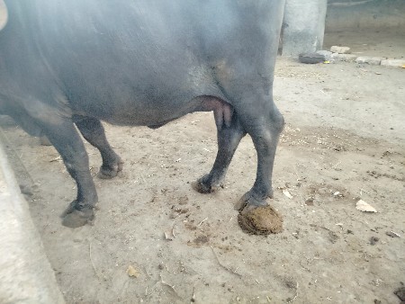 थंबनेल 3