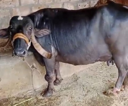 ભેંશ વેસવાનીસે 6.5ગાભણ