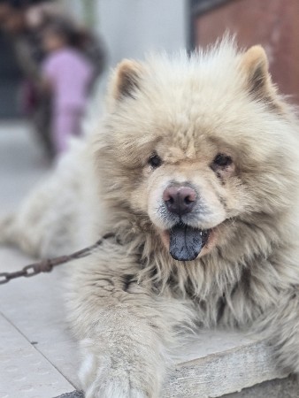 chow chow