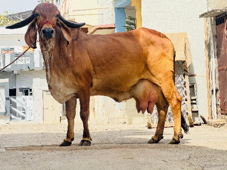 ઑરીજનલ ભાવનગર લાઈન ની ગાય વેચવાની