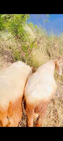 બે ઘેટા વેચવાના છે દોઢ વર્ષના