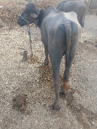 પાડો વેચવાનો છે