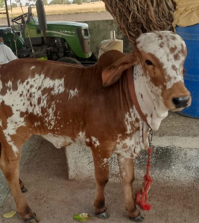 વાછડી વેચવાની છે