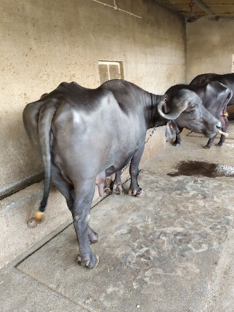 ભેંસ વેચવાની છે