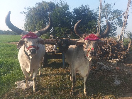 વેચવાના છે