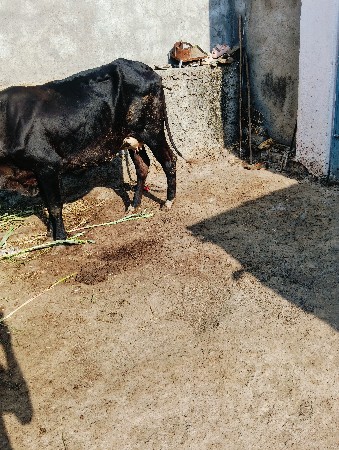 આગાયવેસવાનીસે