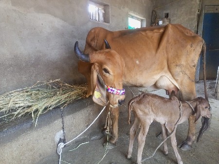 ગીર હોડકી વેચવા ની છે